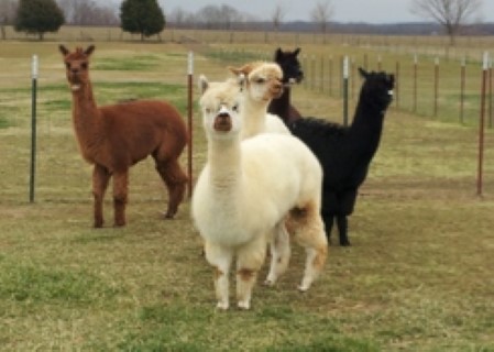 Alpaca For Sale - Lady Ripley at Circle C Alpacas